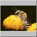 Colletes sp - Seidenbiene w04a 8mm.jpg